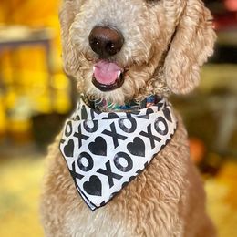 Poodles from Fitzgerald Standard Poodles