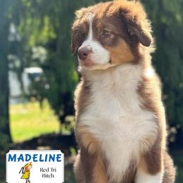 Madeline - Red tri-color female Australian Shepherd puppy in Liberty Hill, Texas from Emerald Isle Australian Shepherds
