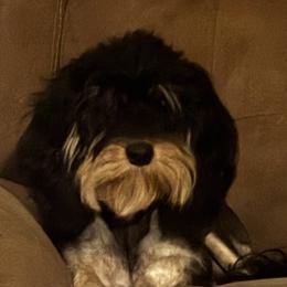 Winnie - Cavapoo
