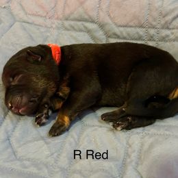 Boy 2 - German Shepherd puppy from Von Cluskey German Shepherds