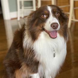 Jasper - Miniature American Shepherd