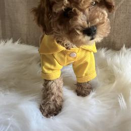 Pekingese, Poodle, and Shih Tzu Puppies from Happy puppies
