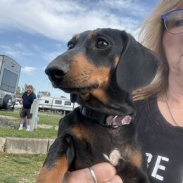 Prudence - Dachshund