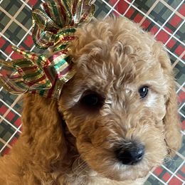 Assorted Doodle Crosses and Goldendoodle Puppies from Little Acre Doodles