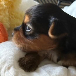 Girl 2 - Black and tan female Yorkshire Terrier puppy in Chesapeake, Virginia from Your Key Breeder