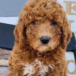 Bernedoodles and Goldendoodles from My Perfect Companion