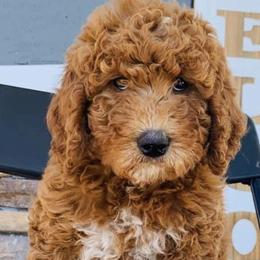 Bernedoodles and Goldendoodles from My Perfect Companion