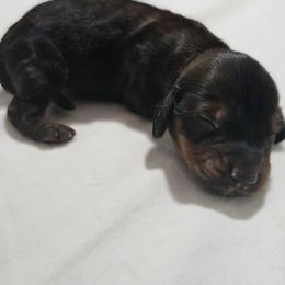 Chewie- AKC - Red male Dachshund puppy in Loganville, Georgia from Royal Dackel Haus