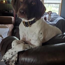 German Shorthaired Pointers from Riverside Kennels