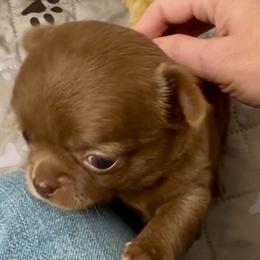 AKC Nova, 4700.00 - Chocolate female Chihuahua puppy in Northern, Colorado from Wild Mountain Chihuahuas