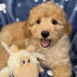 Anchor - Red  male Goldendoodle puppy in Yuciapa, California from AlltheDoodlez_