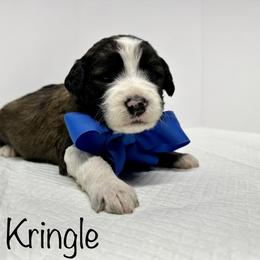 Sheepadoodle Puppies from Smokey Mountain Sheepadoodles