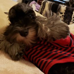Miniature Schnauzer Puppies from Starbound Miniture Schnauzer's
