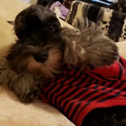 Miniature Schnauzer Puppies from Starbound Miniture Schnauzer's