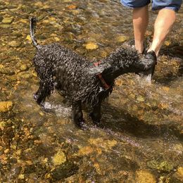 Poodle Puppies from Stunningly Sweet Standards