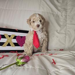 Blue - Parti male Goldendoodle puppy in Grovetown, Georgia from Snug-a-Doodles