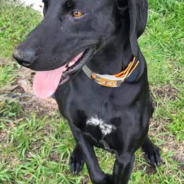 German Shorthaired Pointer Puppies from H LAVA C Pointers