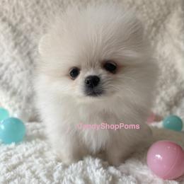 Cream Girl - Cream female Pomeranian puppy in Lehi, Utah from Candy Shop Poms