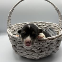 Dark Blue Collar - Black and tan female Pembroke Welsh Corgi puppy in Abingdon, Virginia from Em-K Kennels