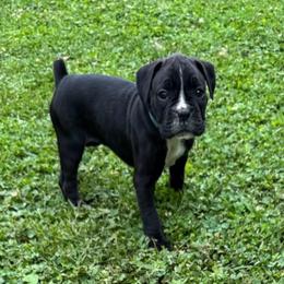 Green collar - Brindle female Boxer puppy in Tennessee from Bellmont Boxers East TN