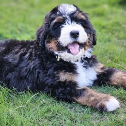Bernedoodle and Double Doodle Puppies from Cloud Nine Doodles