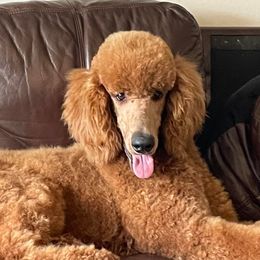 Poodles from Diamond C Standard Poodles