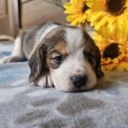 Tri color male - Black tan and white male Beagle puppy in Spring Branch, Texas from Lost Trail Kennels