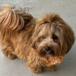 Josi - Havanese