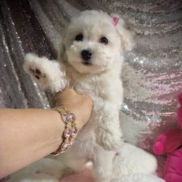 Penelope - White and cream female Bichon Frise puppy in Upland, California from Prime Paradise Kennel