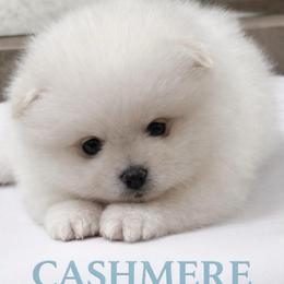 Cashmere - White male Pomeranian puppy in Odessa, Texas from Cherry's Poms