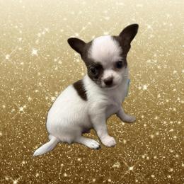AKC Luigi - Chocolate and white male Chihuahua puppy in Cincinnati, Ohio from Cincy Chis