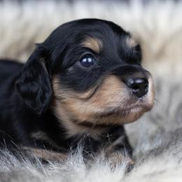 Coy - Blue and cream male Dachshund puppy in Barnesville, Pennsylvania from Dachsy