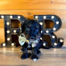 Sloan - Black tri-color male Aussiedoodle puppy in Chattanooga, Tennessee from Remedy Ranch Aussiedoodles