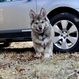 Native American Indian Dog Puppies from Seven Sisters Canids