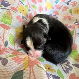 Magnolia - Black tri female Miniature Australian Shepherd puppy in Port Saint Lucie, Florida from Charlene Brannon's Mini Australian Shepherds
