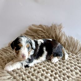 Buckeye - Blue merle male Assorted Doodle Crosses puppy in Waco, Georgia from Huff Family Doxies & Doodles