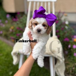 Tinkerbell - Blenheim female Cavapoo puppy in Herriman, Utah from Gypsi Doodles & Poodles
