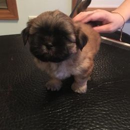 Shih Tzu Puppies from Zeebee Pups