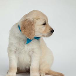 Golden Retriever Puppies from Valley County Goldens
