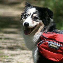 Australian Shepherds from Dog Pals Sports Camp