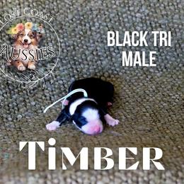 Timber - Black tri male Miniature American Shepherd puppy in Ferndale, California from Lost Coast Aussies