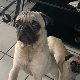 Milo - Pug