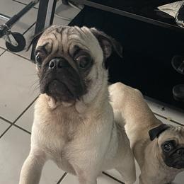 Milo - Pug