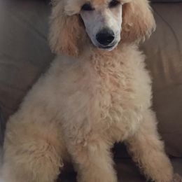 Poodle Puppies from Keri Standard and Miniature Poodles