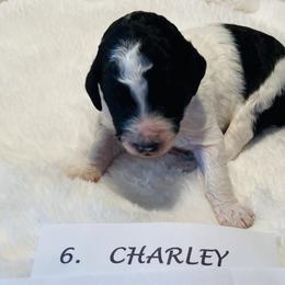 Goldendoodle Puppies from Goodland Doodles