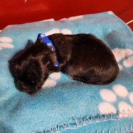 Blue - Black and white male Shichon puppy in Imperial, Missouri from Shichon Teddybear  puppies of Miss