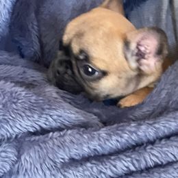 French Bulldog and Labrador Retriever Puppies from Desiree Ortiz's French Bull Dogs and Labrador Retrievers