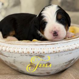 Tesla - Tri-color female Bernedoodle puppy in Henry, Illinois from Rowe Farms Doodles