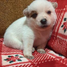 Lamb Chop - Red speckled female Australian Cattle Dog puppy in Mena, Arkansas from Red Desert Australian Cattle Dogs