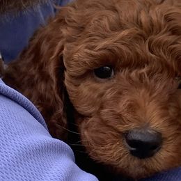 Poodles from Pineapple Poodles